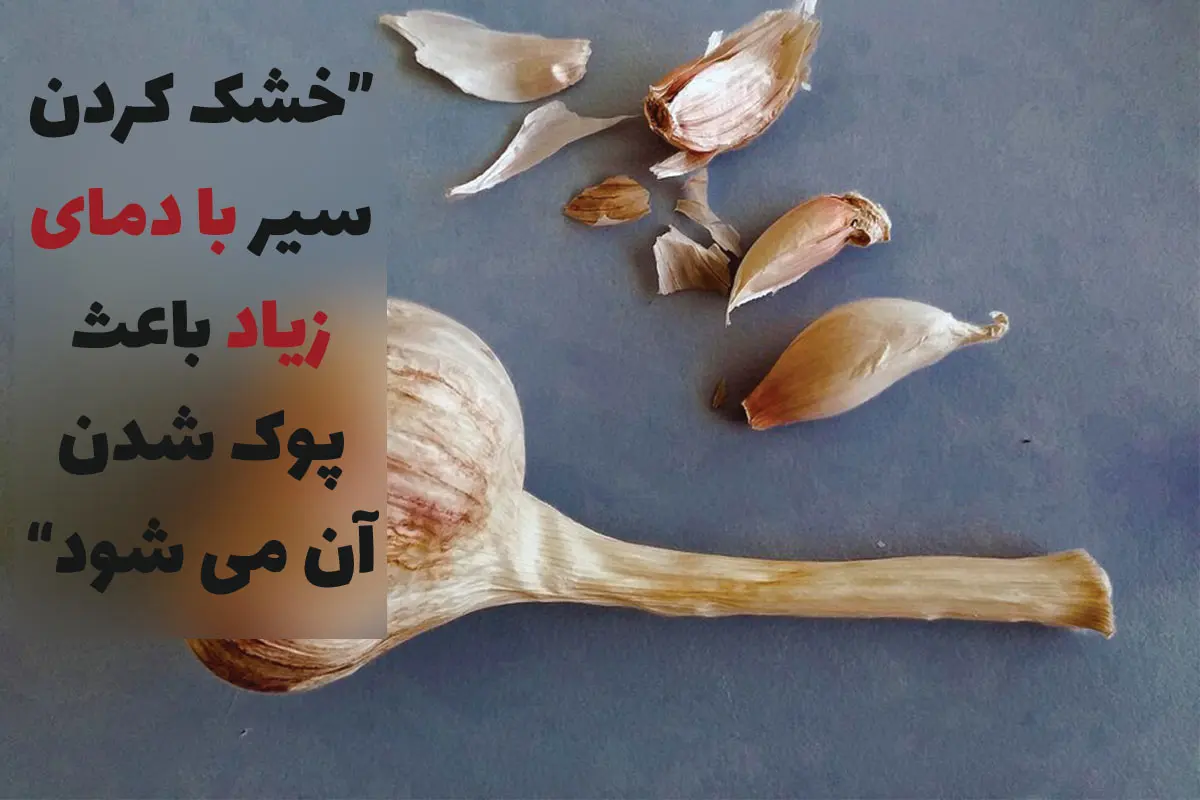 روش خشک کردن سیر بدون پوک شدن با دستگاه‌ های خشک کن اسوه صنعت