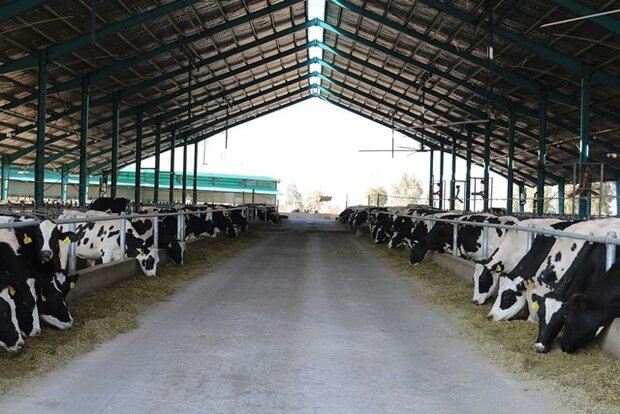 پرورش گاوهایی که ۲۰ برابر بیشتر شیر تولید می‌کنند|ابهر من